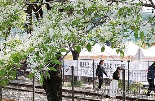 이팝나무 철길 개방