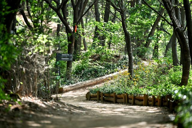 백련산 등산로에 조성된 맨발길