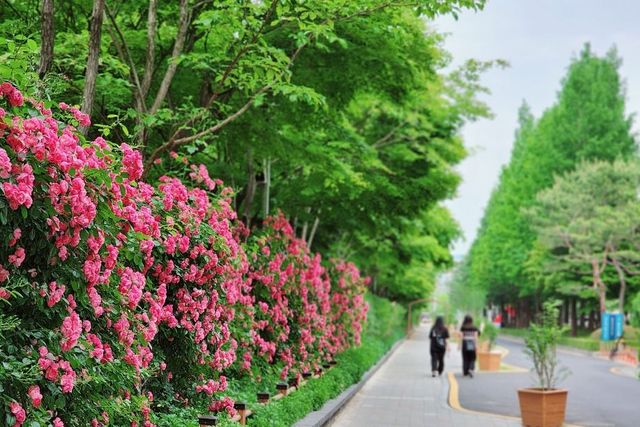 대전 둔산대공원 장미거리