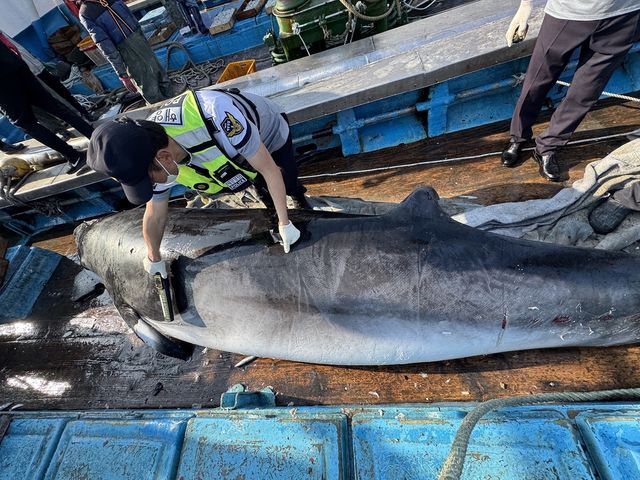 여수 해상서 발견된 밍크고래