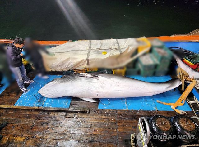 군산 앞바다서 밍크고래 혼획