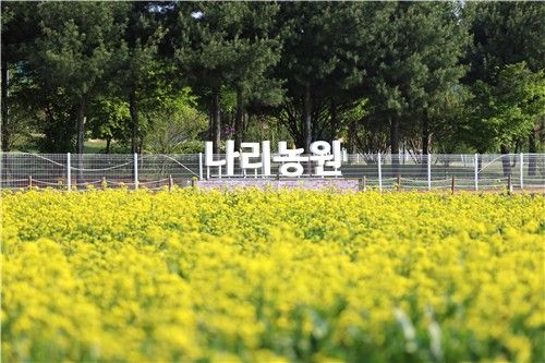 유채꽃이 만개한 양주 나리농원
