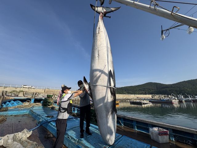 여수 해상서 발견된 밍크고래