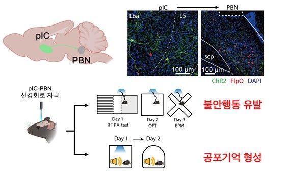 생쥐의 심리적 공포 기억 회로 활성화