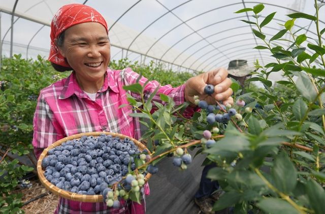 블루베리　수확하는　농민