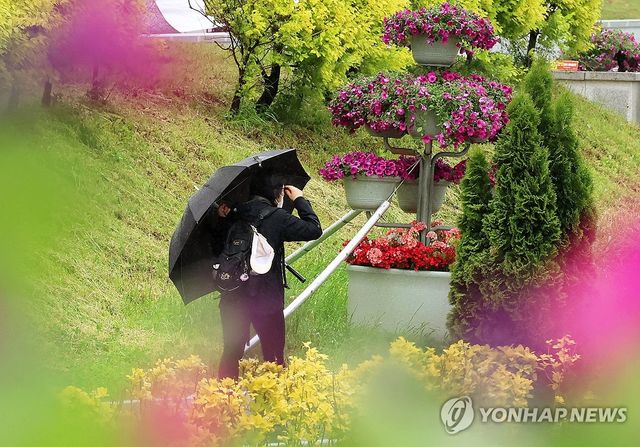 전남 장성 황룡강변에서 한 시민이 우산을 쓰고 산책하고 있다. [연합뉴스 자료사진]