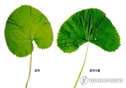 산나물 '곰취'와 독초 '동의나물'