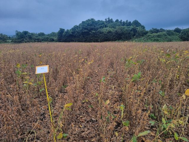 지난해 10월 해찬 재배 현장 사진