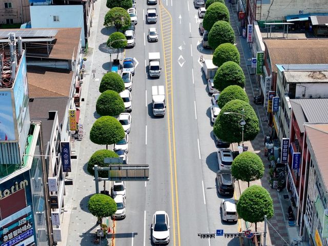 복자기 가로수 길