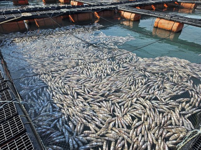 저수온 피해 양식장