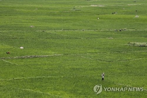 아프리카 르완다에서 자라는 벼