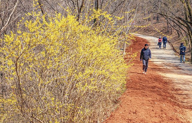 개나리가 활짝 핀 계족산 황톳길 [사진/임헌정 기자]
