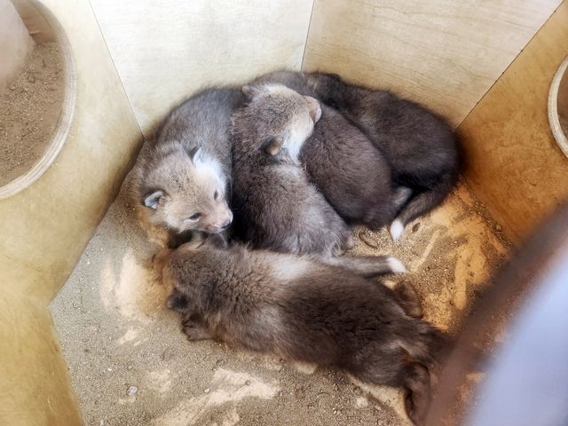 서울대공원에서 번식에 성공한 여우