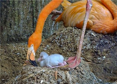 쿠바홍학 어미와 아기