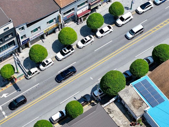 복자기 가로수 길