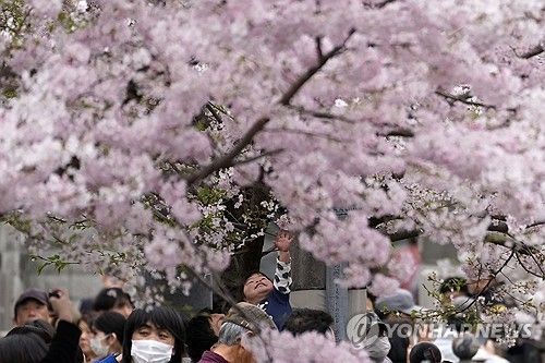 벚꽃놀이 나온 가족