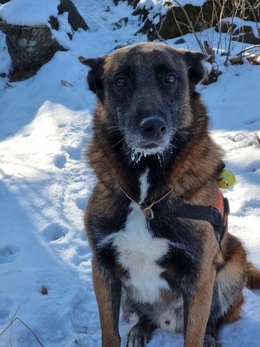 119 구조견 '전진'