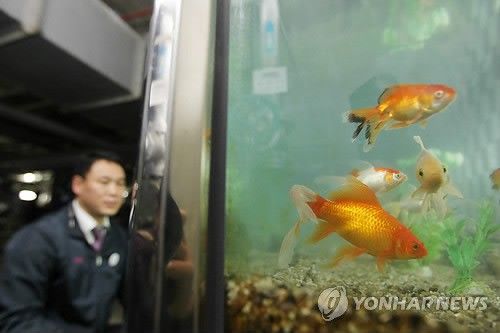 어항에 갇힌 금붕어