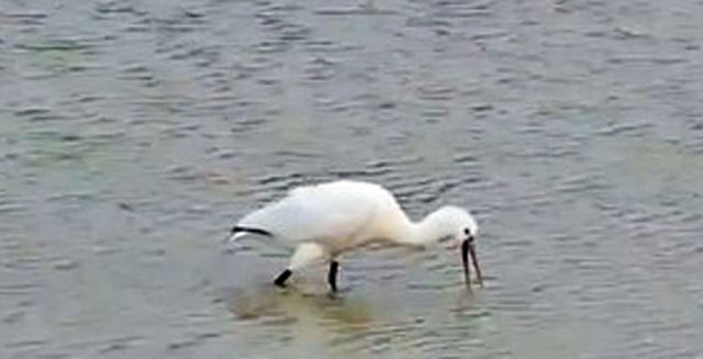 전주 덕진공원에서 관찰된 노랑부리저어새