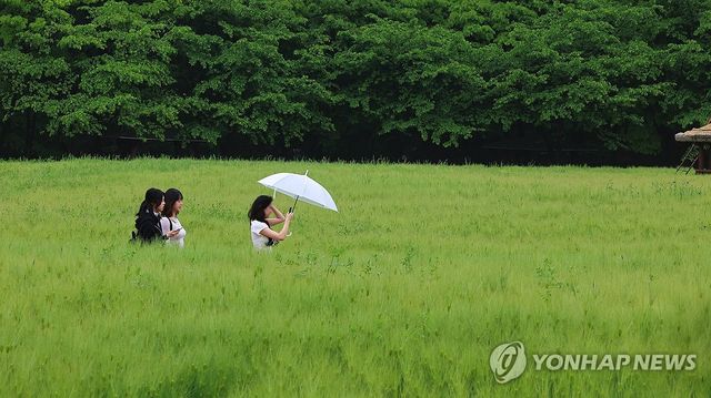 싱그러운 초록빛 청보리밭