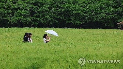 싱그러운 청보리밭