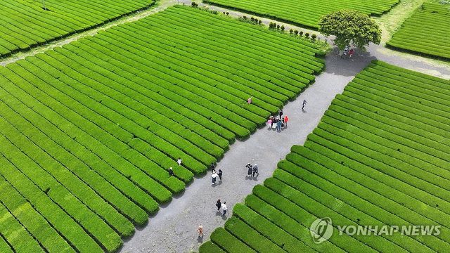 오월의 신록, 녹차밭에서