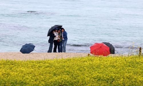 봄비와 유채꽃 활짝 핀 바닷가…강릉 사근진해변