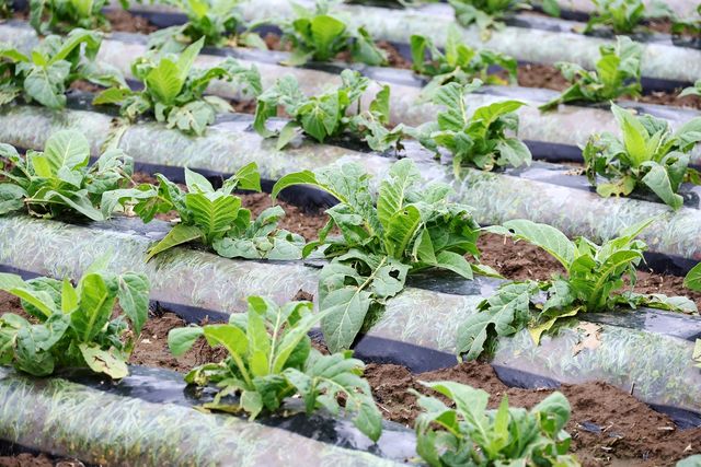 우박 피해 농작물 