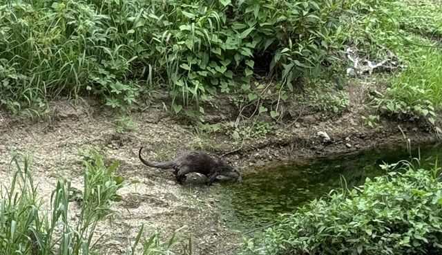 전주 덕진공원에 서식 중인 수달