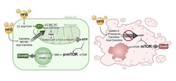 SLC25A20 유전자 발현 억제를 통해 지방산산화를 차단하면 고지방 식이에 의한 종양 촉진 효과가 억제되는 기전 요약도. [국립암센터 제공]