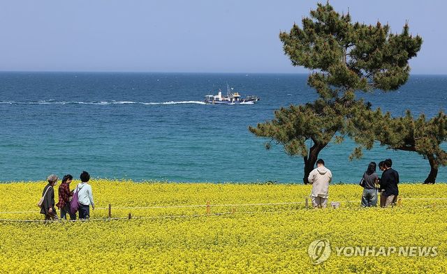 바닷가 유채꽃 만개…강릉 사근진 바닷가