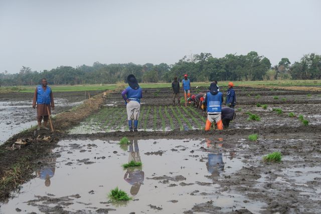 아프리카 카메룬에서 K-라이스벨트 사업으로 진행된 모내기