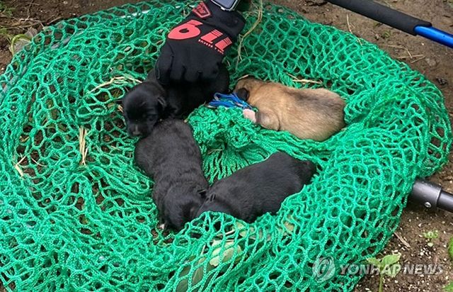 밭에서 구조된 강아지들