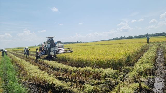 아프리카 케냐에서 K-라이스벨트 사업으로 진행된 보급종 수확 작업