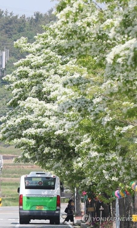 '5월의 상징' 이팝나무 지나는 518번 버스