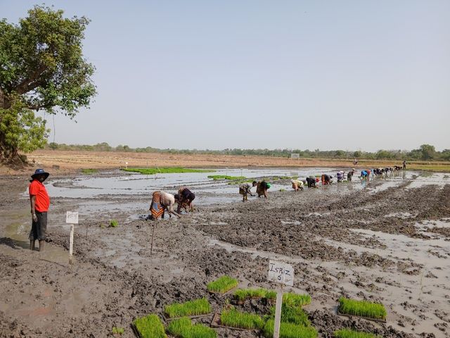 아프리카 감비아에서 K-라이스벨트 사업으로 진행된 모내기 