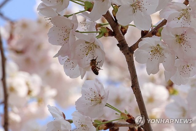 경북 포항시 남구 대이동 철길숲에 벚꽃이 활짝 핀 가운데 벌이 날아다니고 있다. [연합뉴스 자료사진]