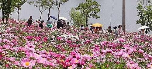 꽃세상으로 변한 임실 옥정호 붕어섬