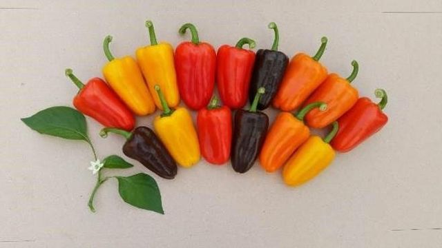 형형색색 파프리카