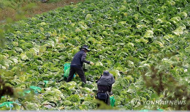 고랭지 배추 출하