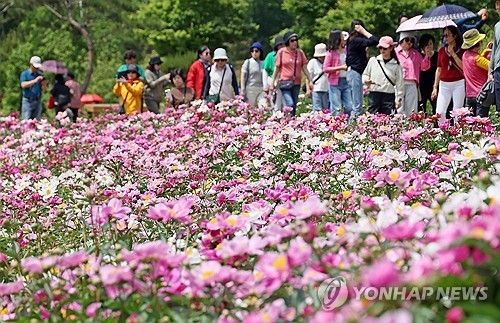 임실 옥정호 붕어섬은 꽃세상