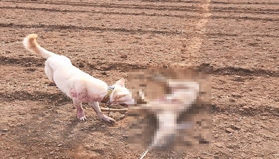 노루 사체로 사냥개를 훈련하는 장면