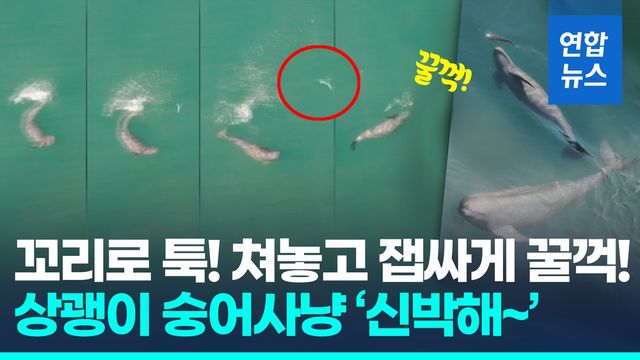 [영상] 꼬리로 툭! 쳐놓고 잽싸게 '꿀꺽'…상괭이 숭어사냥 '놀랍다' - 2