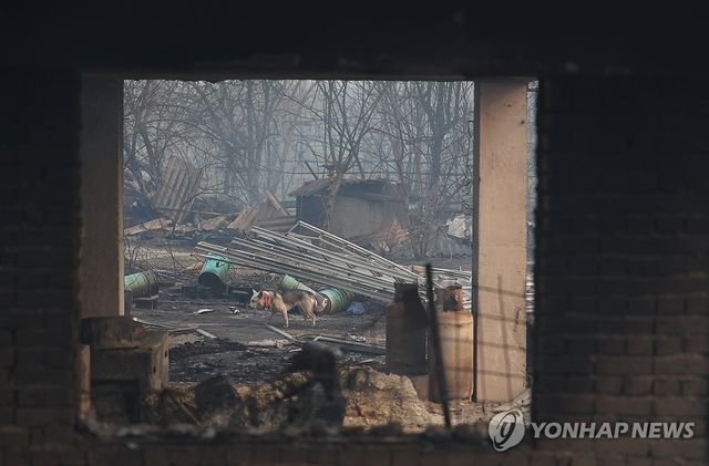 폐허가 된 가옥, 홀로 남겨진 강아지