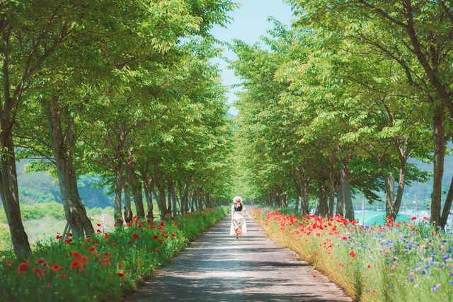 의령 화정 양귀비 꽃길