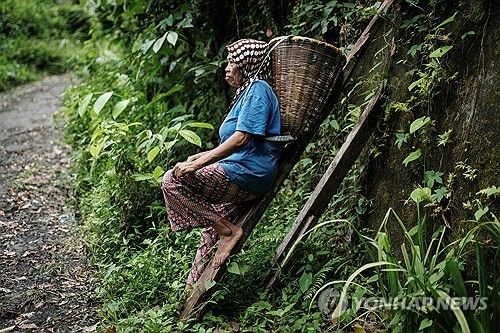 인도네시아서 정향 재배하는 농부