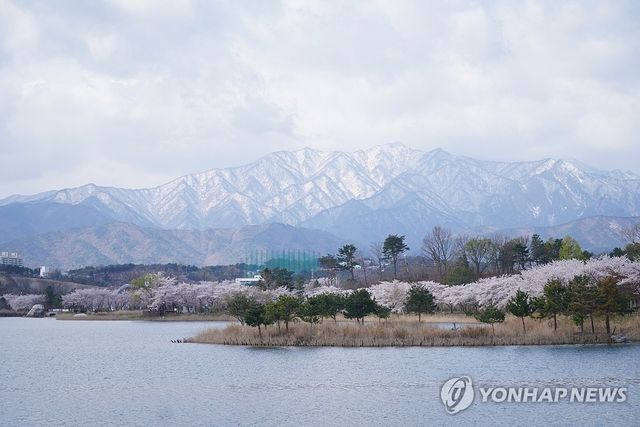 지난달 14일 벚꽃이 핀 강원 속초시 영랑호와 눈 쌓인 설악산의 모습. [속초시 제공. 재판매 및 DB 금지]