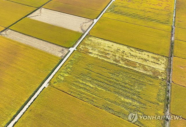 벼멸구 피해 현장