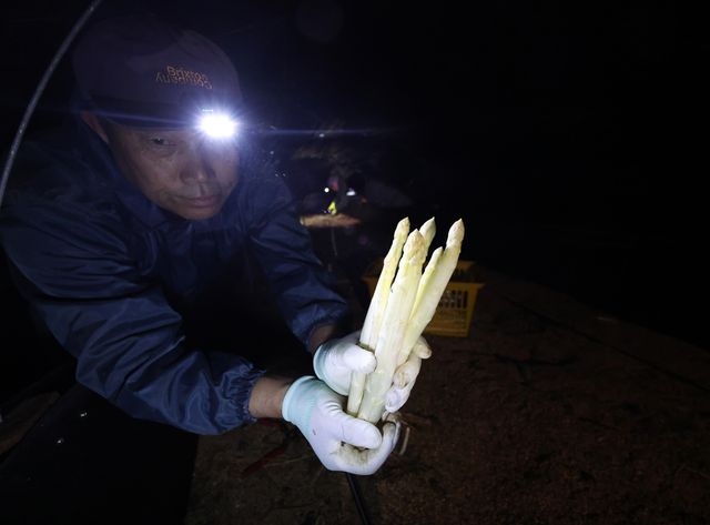 태안서 '채소의 왕' 화이트 아스파라거스 출하 시작