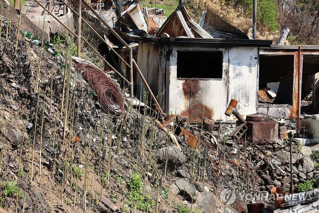 희망도 죽순처럼 솟아오르길